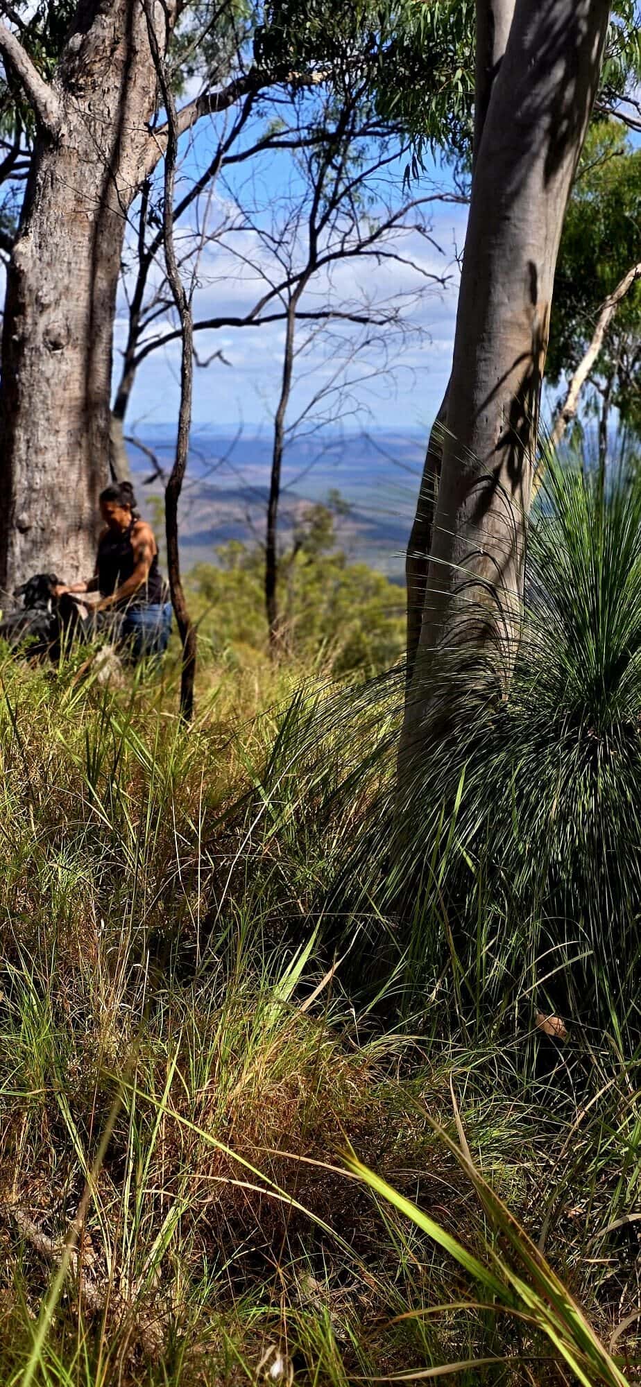 Grass trees and distant mountains on Country.