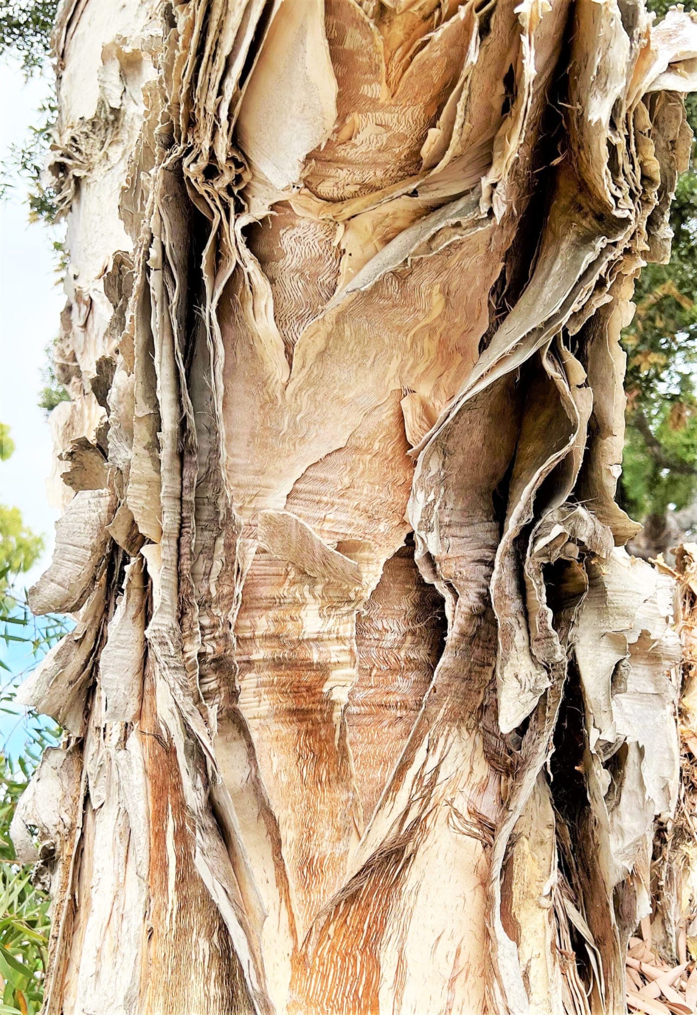 Close view of layered paperbark on a tree trunk.