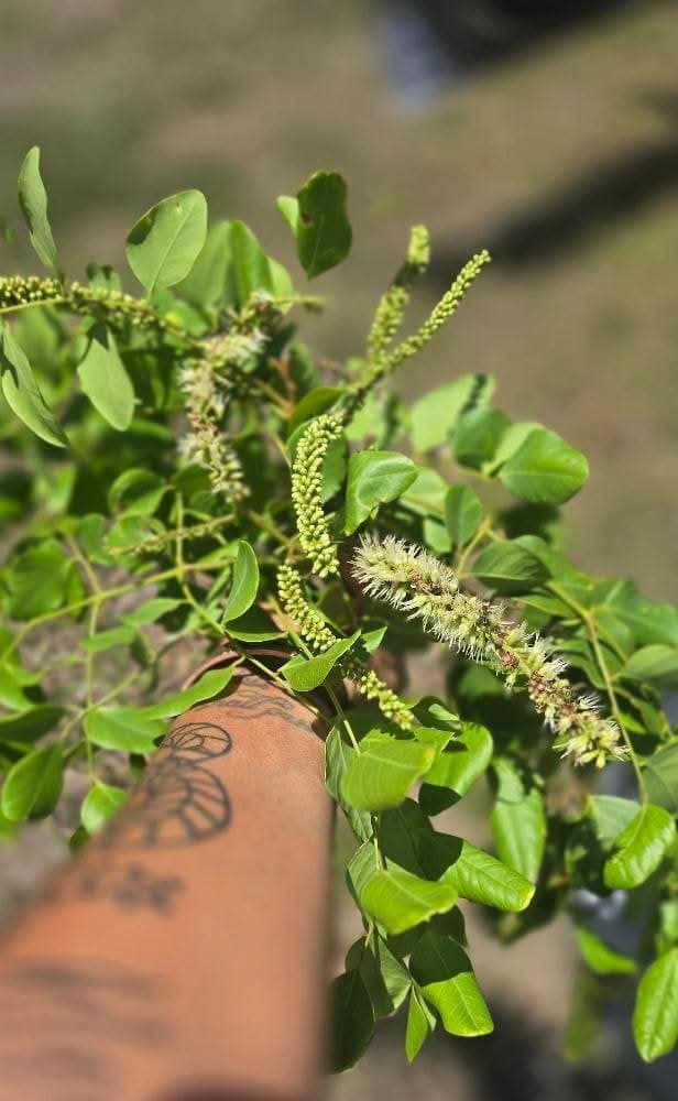 Fresh green Jujubala branches with pale flower spikes.
