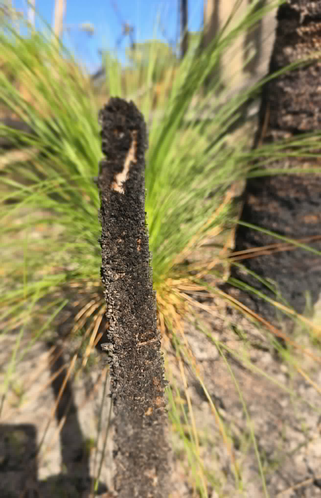 Nganjirr growing beside a charred timber post on Country.
