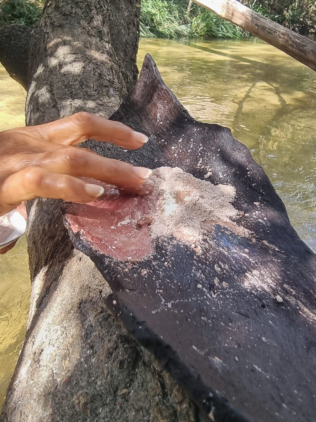 Riverbank Body Scrub being worked by hand beside clear creek water.