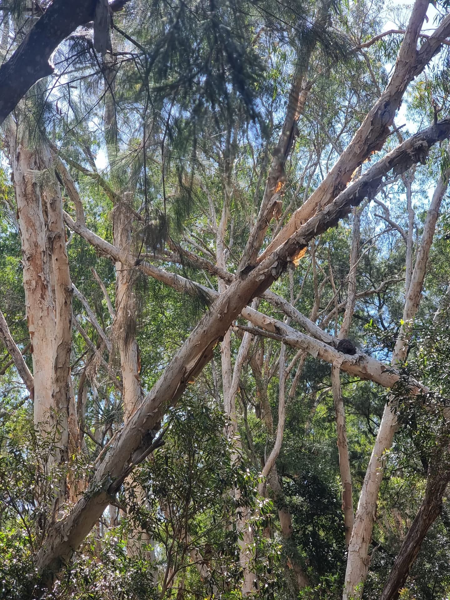 Clear creek water moving past paperbark trees on Country.