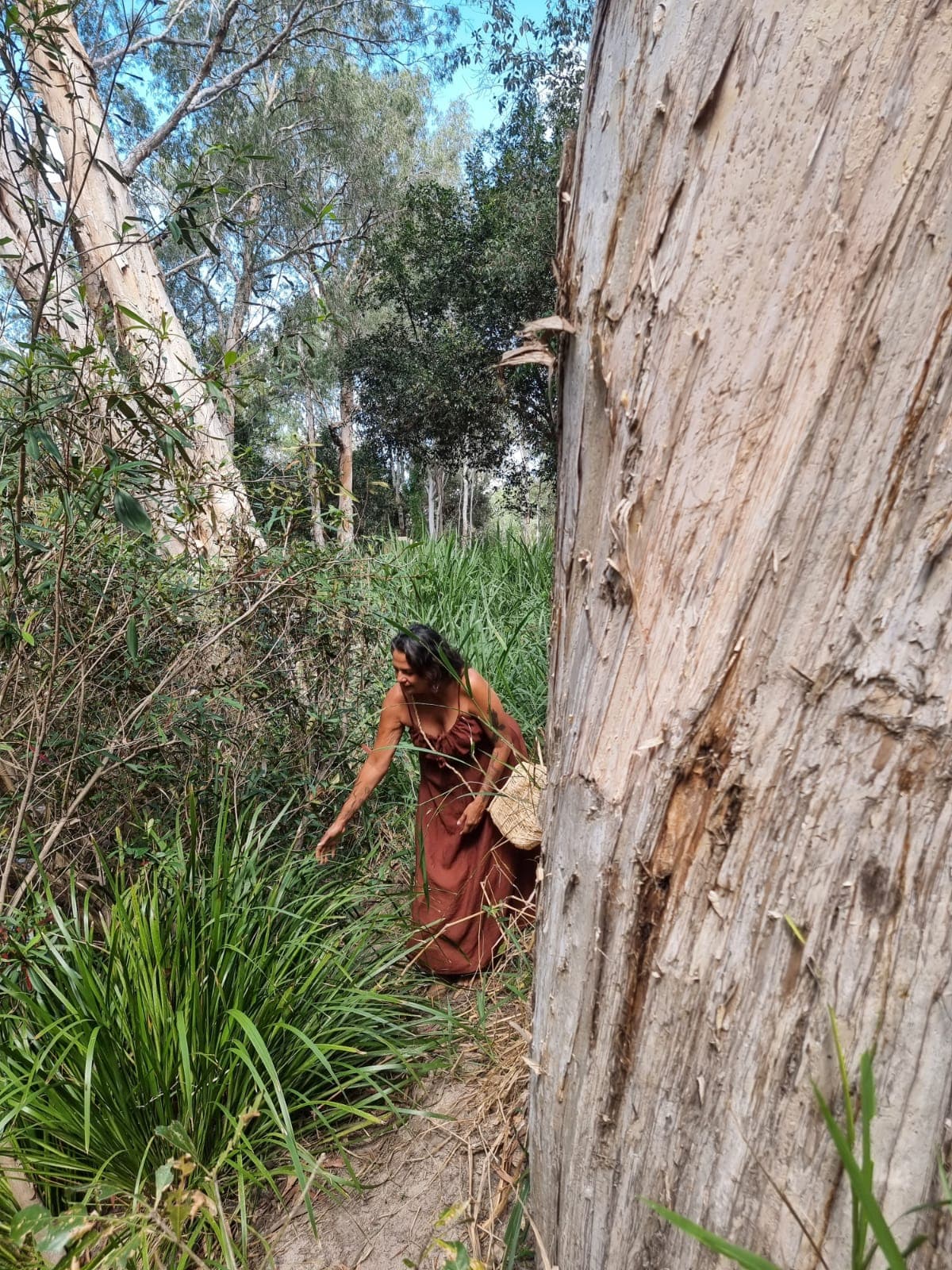 Julie gathering beside a paperbark tree on Country.