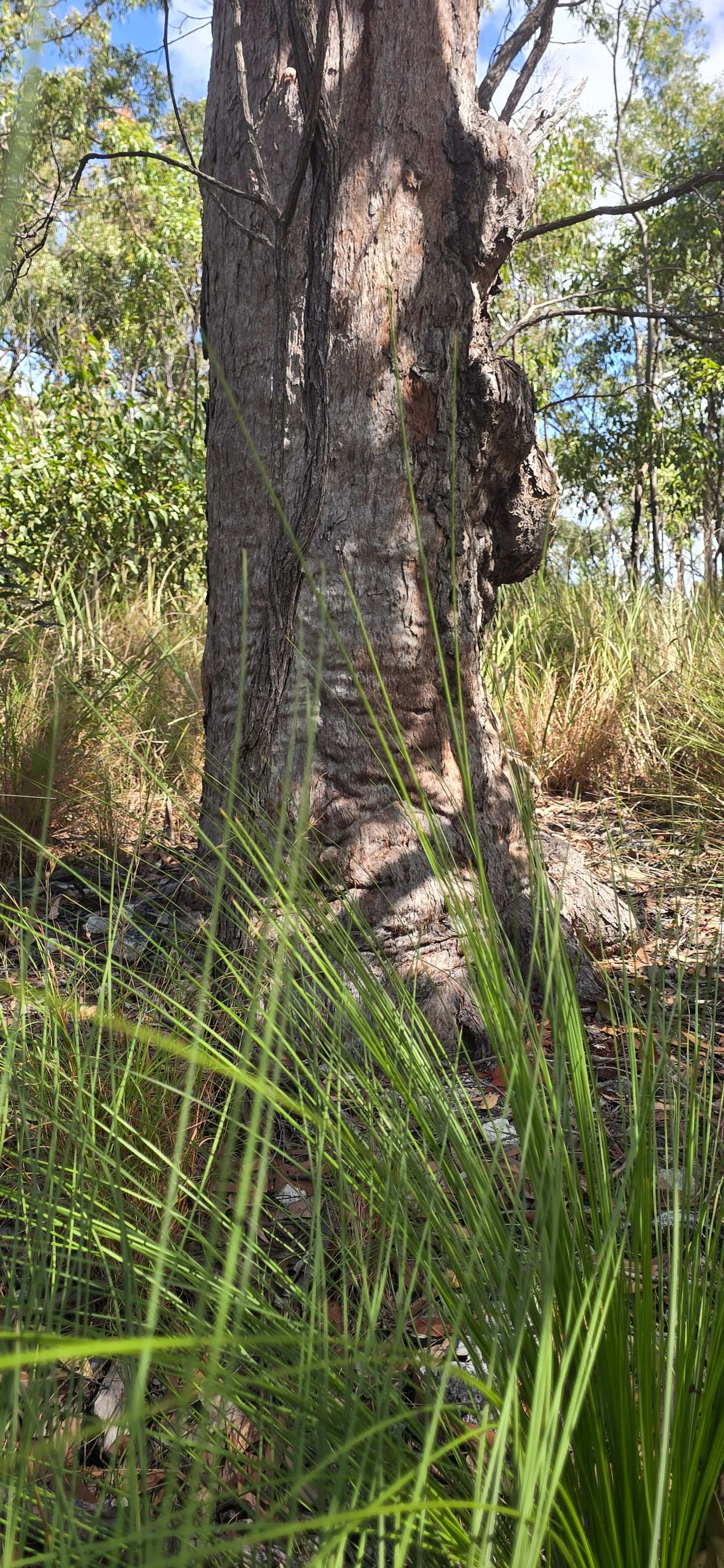 A mature tree surrounded by sunlit native grasses and woodland on Country.