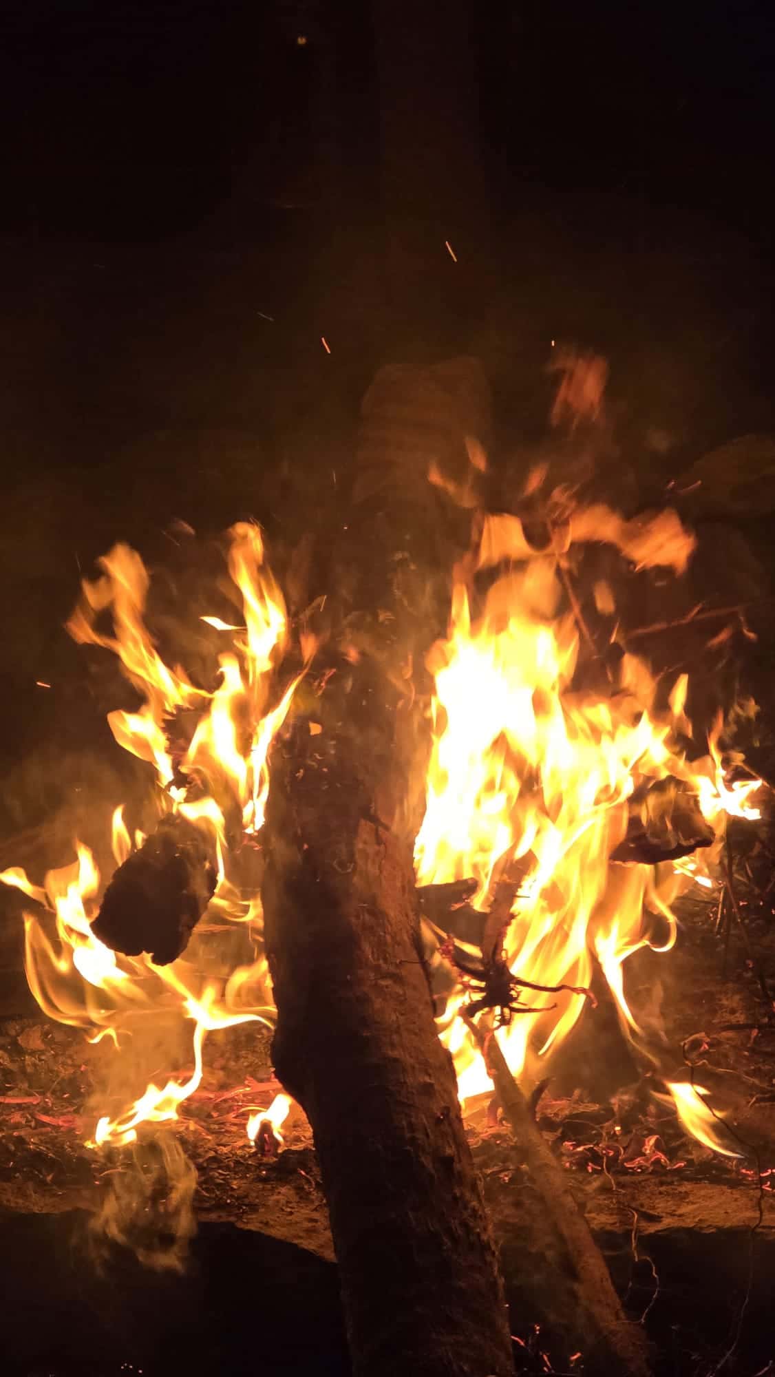 A bright cultural fire burning at night on Country.